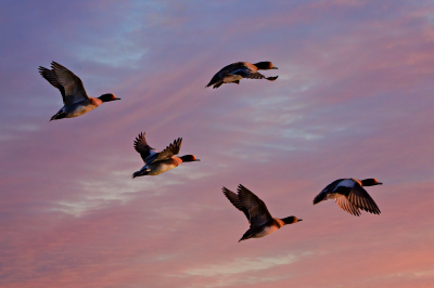 Let Go with Heart &ndash; The Power of Tawakkul