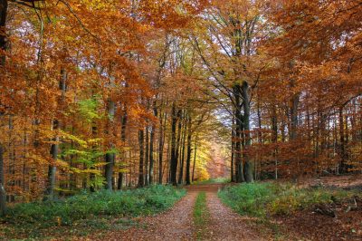 The Path to the Light