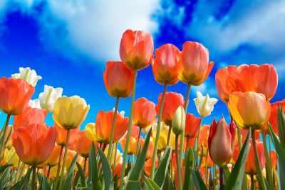 Who Are the 5 Children of the Prophet