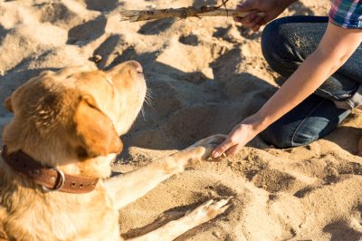 Prophet Muhammad’s Kindness to Animals