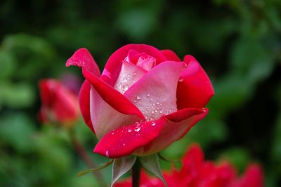 6 Secrets to a Happy Marriage - About Islam