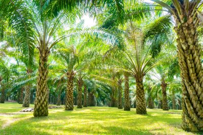 Apprendre La Bont&eacute; Et La Compassion Du Proph&egrave;te Mohammad