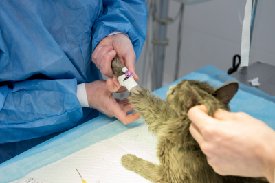 veterinary surgeon is preparing cat for neutering surgery-Is Neutering a Cat Haram? veterinary surgeon is preparing cat for neutering surgery-Is Neutering a Cat Haram?