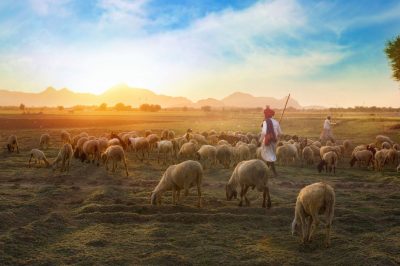 Considering Alternatives for Animal Sacrifice