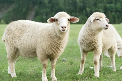 All About Eid Al-Adha 1446/2025 (Special Collection) - About Islam
