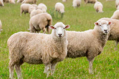 sheep gazing in farm-What Are the Conditions of Udhiyah?